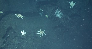 A group of starfish close to
hydrothermal vents (Photo:
ChEsSo)