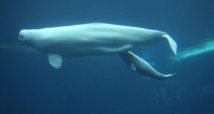 TransCanada Drops Terminal Plans Due to Endangered Whales