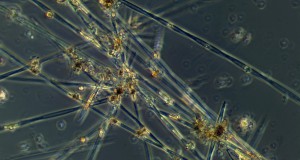 UW Researchers Study Massive Harmful Algal Bloom